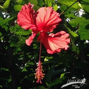 This hibiscus had the sun coming thru from the back and was just breath-taking