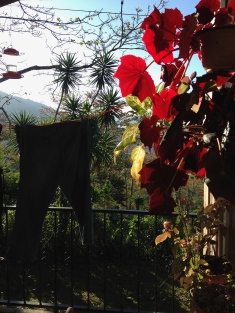 Sunshine on the begonias and my jeans drying on the line.